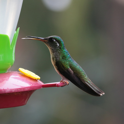 White-bellied Mountaingem